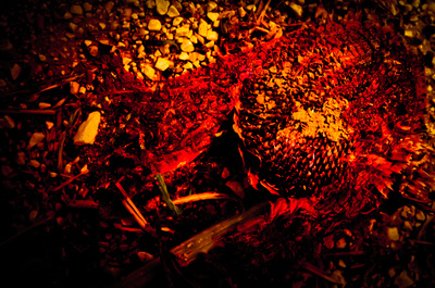 Burnout von Mensch und Natur