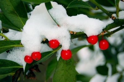 November: Kirschlorbeer? Alternativen!