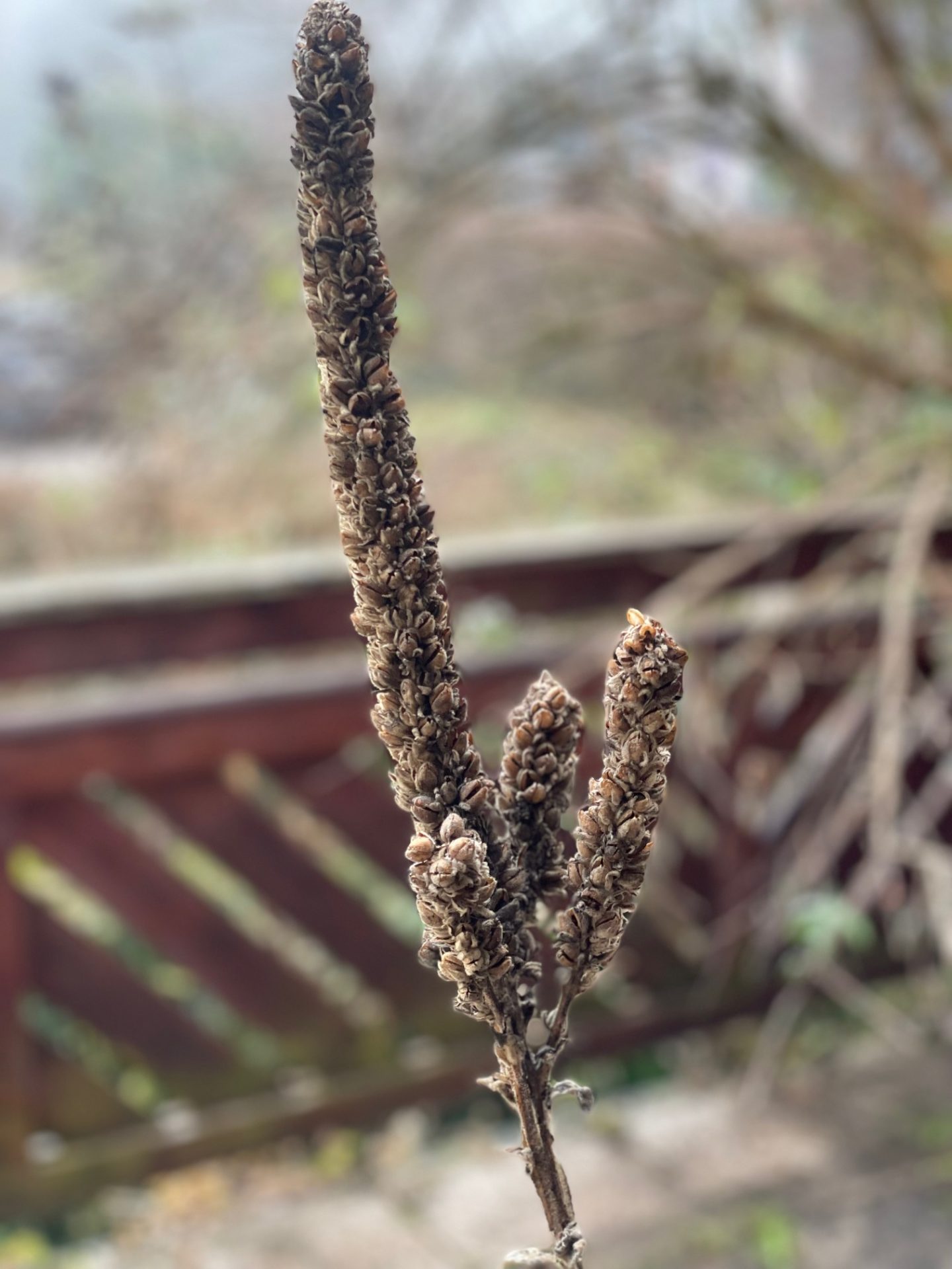 Januar: Für Vögel im Winter