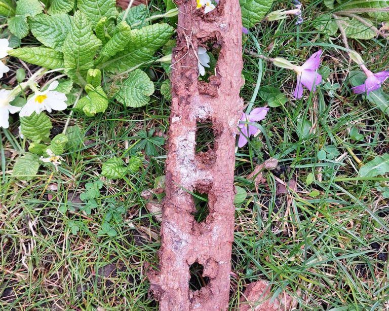 Spechtschmiede eines Schwarzspechts